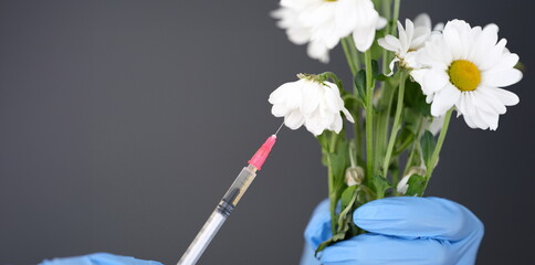 Doctor injecting medicine into dried white chrysanthemum flower closeup. Beauty industry concept