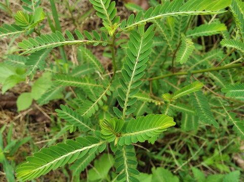 Small Tropical Prickly Plants Growing on Nature