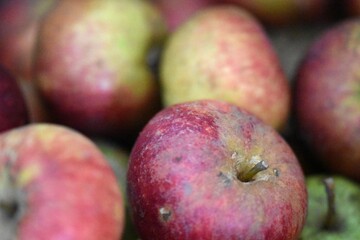 Fototapeta na wymiar Harvested apples of the cultivar Ingrid Marie.