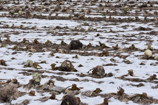 A wintery white cabbage field that has not been fully harvested. There are still some rotten heads of white cabbage in the field, as the extremely wet fall meant that they had to be harvested early.