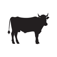 black cow isolated on white
