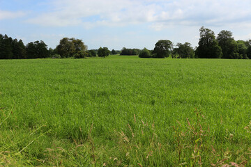 Fototapeta premium green field with trees in distance and blue sky
