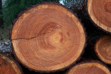 Cross section of the sawn trunk of a spruce tree, showing annual rings  