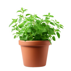 fresh green mint bush growing in a pot, isolated on transparent background