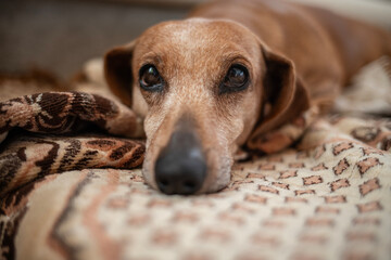 An old sickly dachshund is lying on the floor at home.