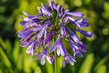 Agapanthus praecox (common agapanthus, blue lily,African lily, or lily of the Nile) is a popular garden plant around the world.