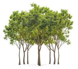 plant and small tree group PNG transparent background 