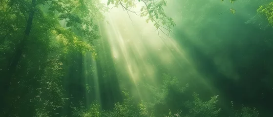 Poster Beautiful rays of sunlight in a green forest © Artem