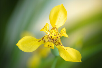 Fototapeta na wymiar Yellow orchid blooming flower with blur green natural background macro