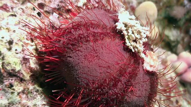 Tripneustes sea urchins exhibit exciting behavior in search of food on seabed. Underwater world is thriving due to presence of these unique creatures. Red Sea.
