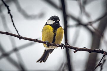Fototapeta premium Parus