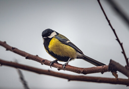 Parus