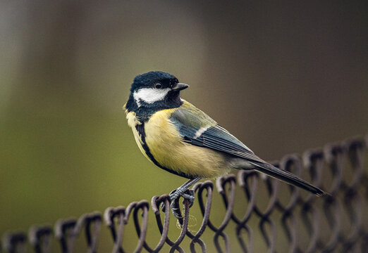 Parus