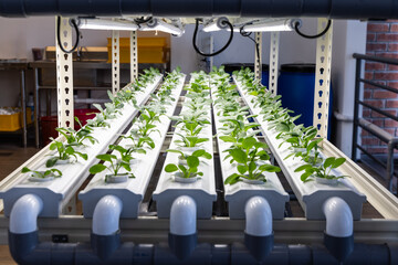 Indoor hydroponic vegetable farming with led lighting in controlled enviroiment