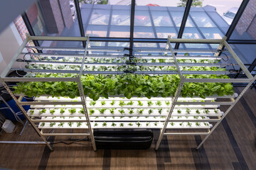 Vertical multi-level indoor hydroponic vegetable farming with led lighting in controlled enviroiment