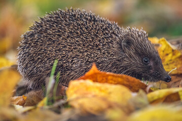 hedgehog