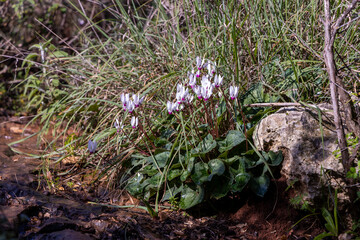 spring in the forest
