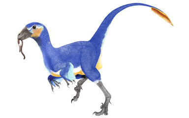 Obraz premium ヘスペロニクス、ヴェロキラプトルよりも鳥類に近いニワトリサイズのラプトル