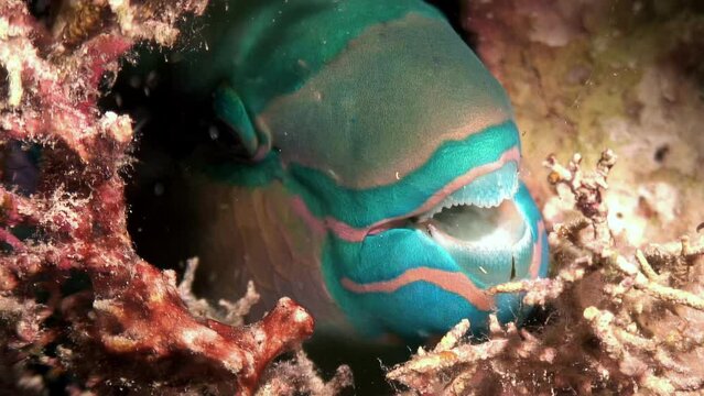 Underwater seabed served as hiding place for parrotfish among corals. Concealing itself within corals, parrot fish avoided detection on underwater seabed. Close-up of fish.