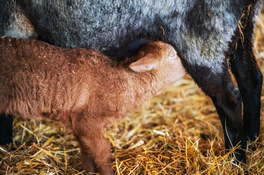 Jungschaf s&auml;uft Muttermilch an der Zitze der Mutter im Stall