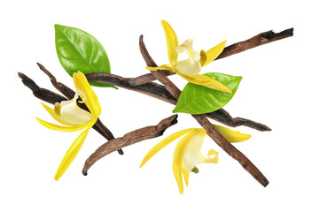 Vanilla pods, yellow flowers and green leaves falling on white background