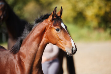 Foal horse brown in the sunshine on the riding arena.