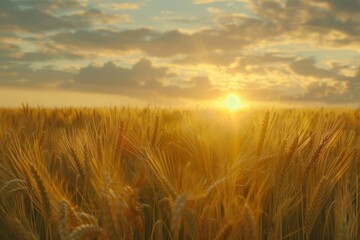 Obraz premium spikelets of wheat close-up against the background of a wheat field at sunset