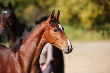 Fototapeta premium Foal horse brown in the sunshine on the riding arena.