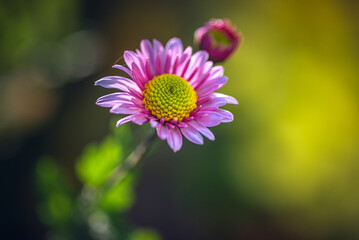 Garden flower