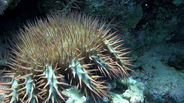 Oceanic depths harbor crown of thorns starfish as it lies undisturbed on floor. Close-up. Their impact on coral ecosystems has made them concern for marine conservationists.
