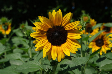 Obraz premium Sunflowers blooming in the park