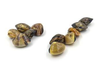 Closed up fresh baby clams, venus shell, shellfish, carpet clams, short necked clams, as raw food from the sea are the seafood ingredients. fresh clams Background. seafood.Isolated on white background