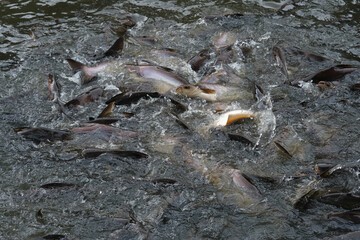 Fish in the pond for cooking