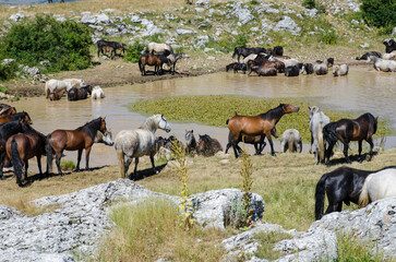 A herd of wild horses. Animals and wildlife.