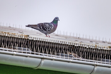 Pigeon sitting on a roof covered with solar panels and spiked to repel pigeons