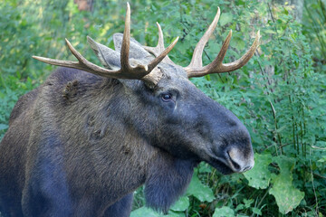 Head of a majestic moose with antlers against a green foliage background