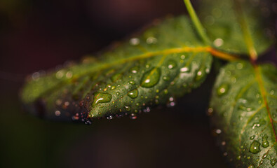 Morning nature in sunlight and dew