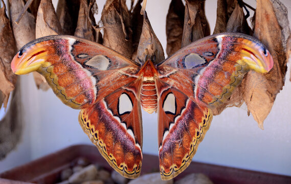 Giant atlas moth on a coccoon