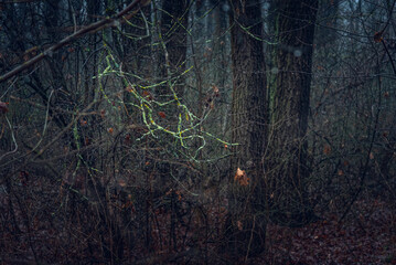 Autumn woods