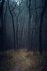 Autumn woods