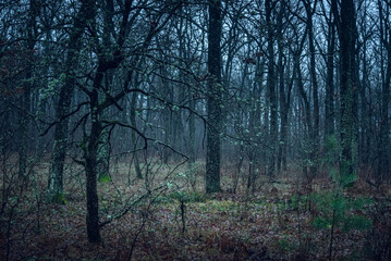 Autumn woods