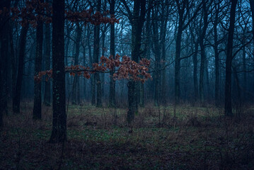 Autumn woods
