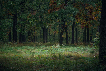 Autumn woods