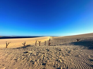 high sandy dune landscape with dry tree trunks near Valdevaqueros with a view towards the Atlantic...