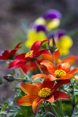 colorful flowers in the garden - soft focus