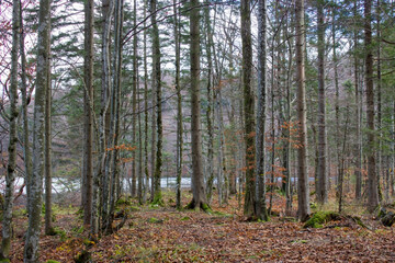 autumn view of trees at lake Laudachsee, Gmunden, Austria