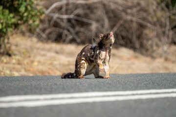 spotted quoll eating roadkill meat close up in tasmania australia. native australian animal