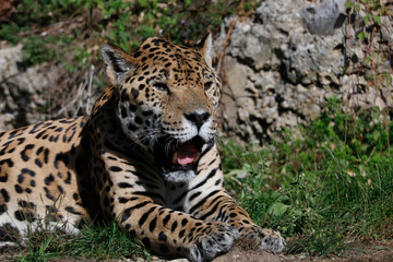 Jaguar (Panthera onca) Raubkatze liegt im Gras