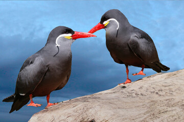 Inkaseeschwalbe (Larosterna inca)  Paar auf Stein