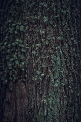 Texture of an oak tree bark